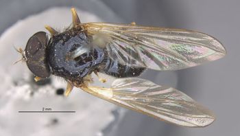 Media type: image;   Entomology 13114 Aspect: habitus dorsal view